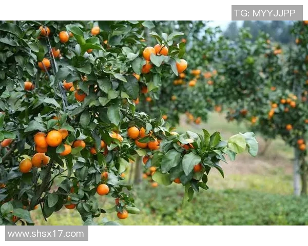 果园生态循环与可持续发展：探索现代农业的绿色转型之路